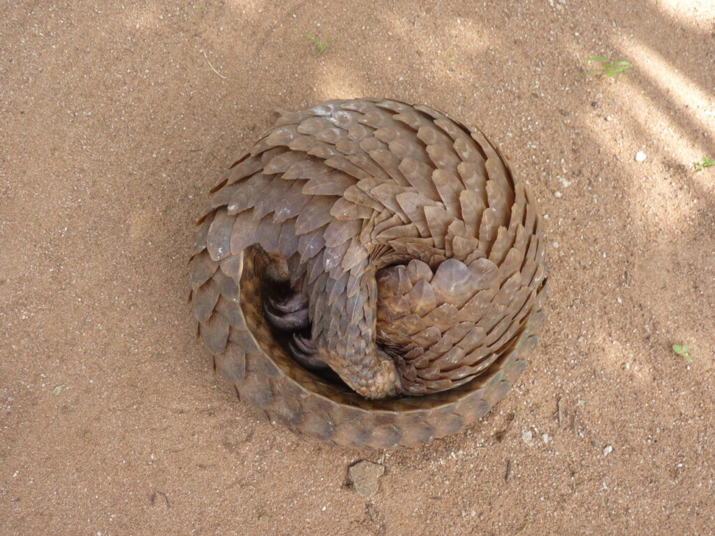 Un_pangolin_au_JBZ_UAC_03-2