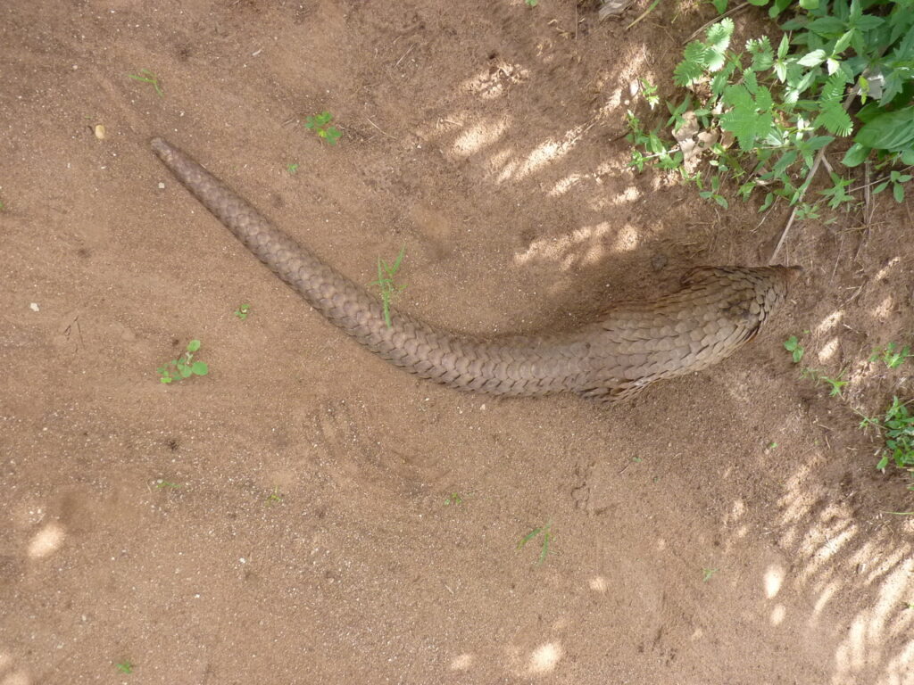 Un_pangolin_au_JBZ_UAC_04-2