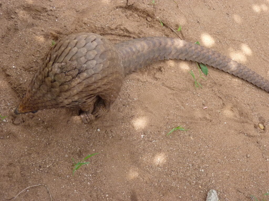 Un_pangolin_au_JBZ_UAC_07-2