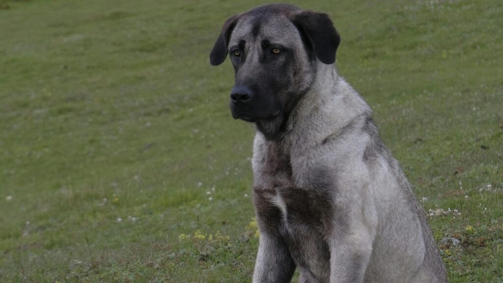 Kangal