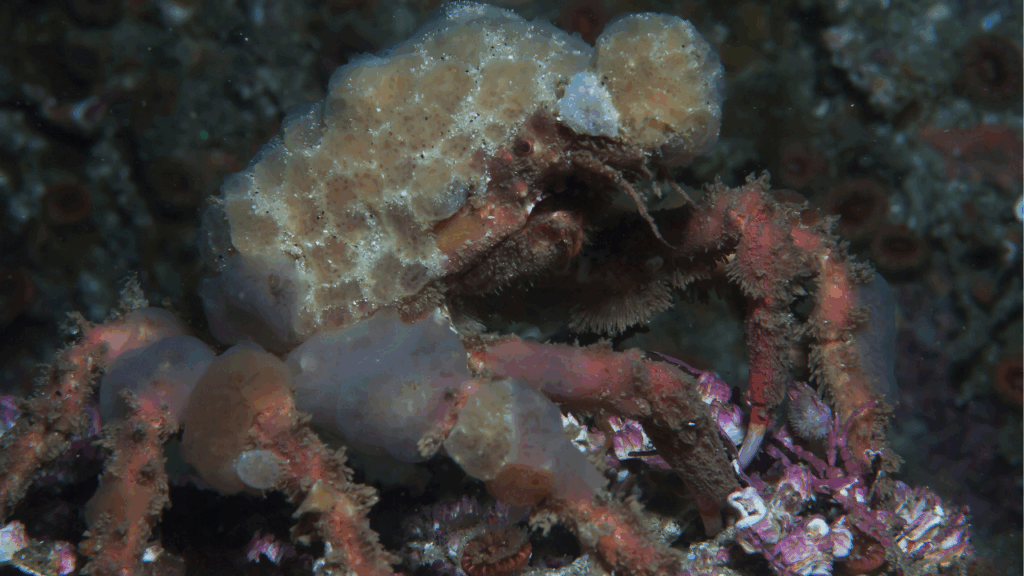 Decorator Crab