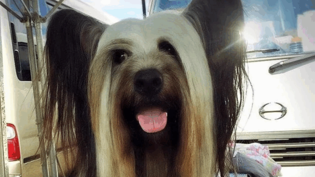 Skye Terrier