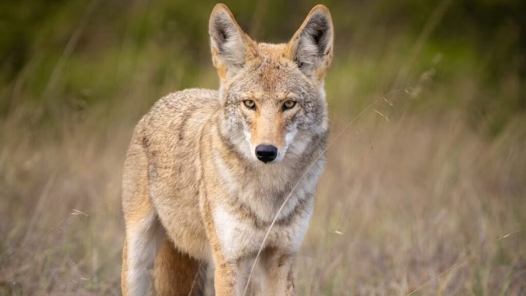 Coyote