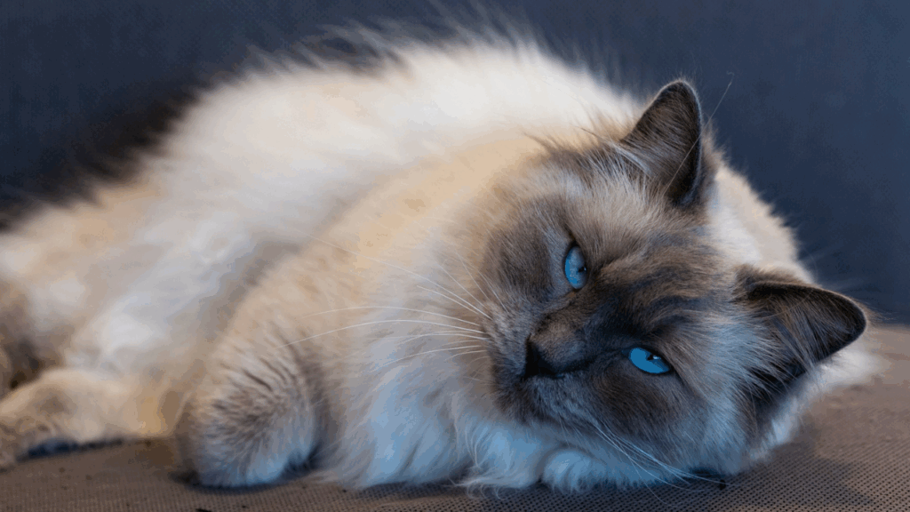 Ragdoll cat
