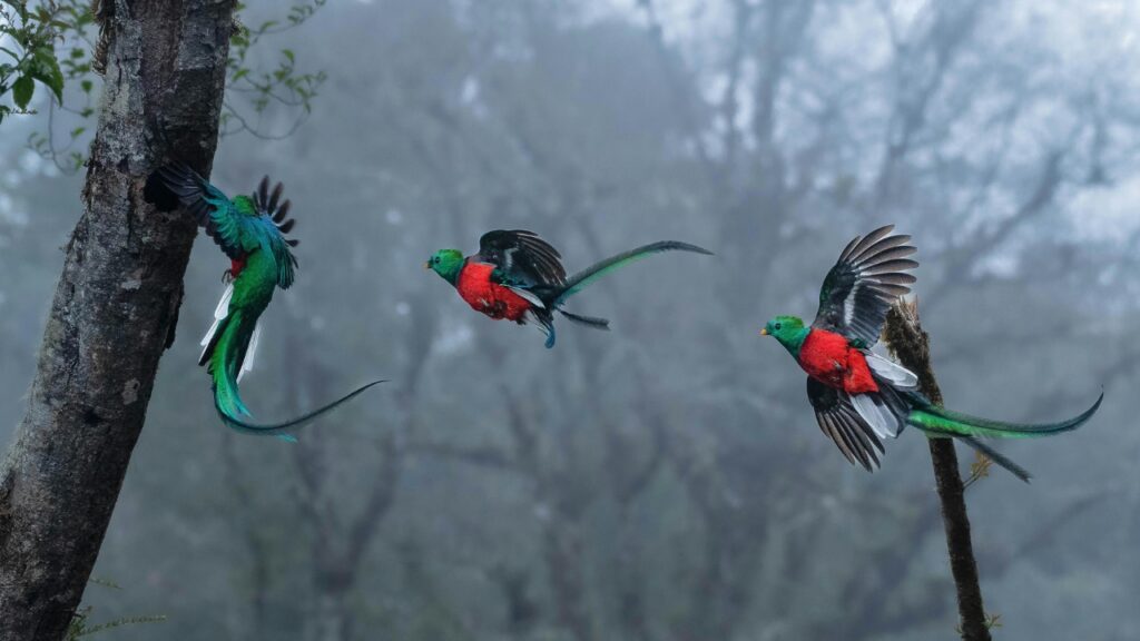 Resplendent Quetzal