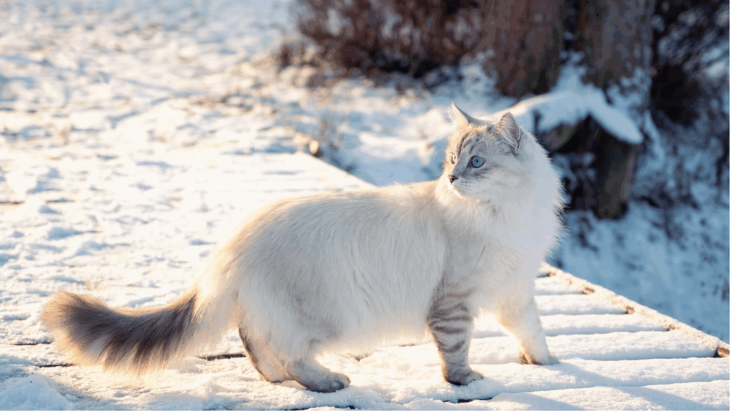 Siberian cat