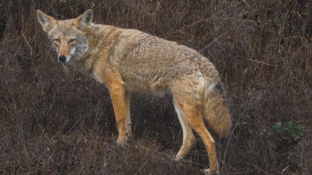 Coyote