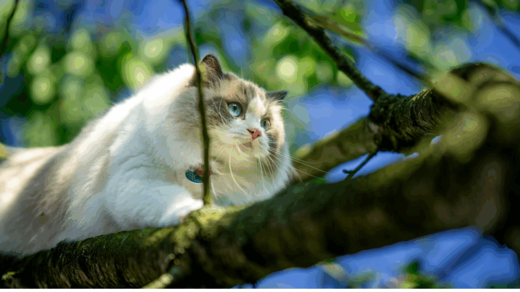 Ragdoll cat
