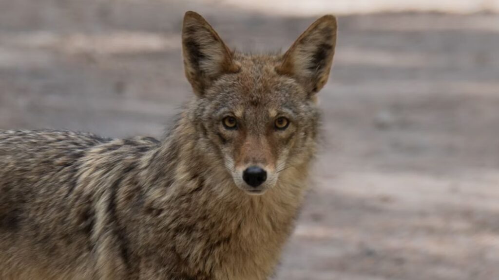 Coyote
