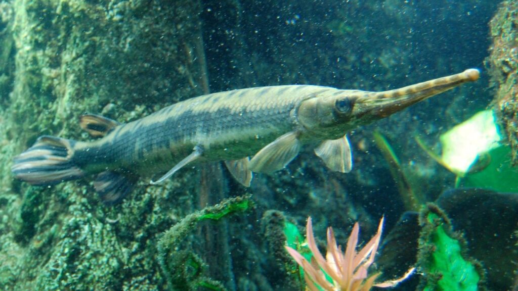 Longnose gar