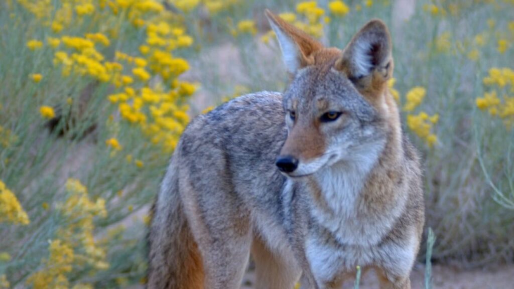 Coyote