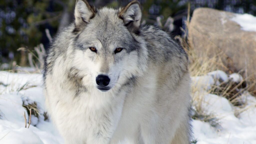Canadian timber wolf