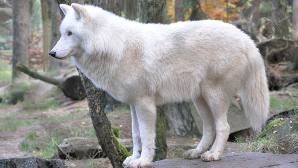 Arctic Wolf