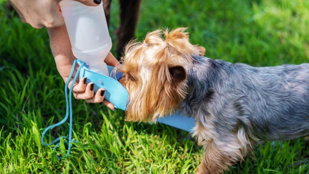 Dog Medicine