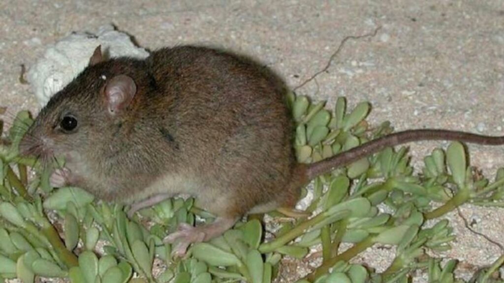 Bramble Cay melomys