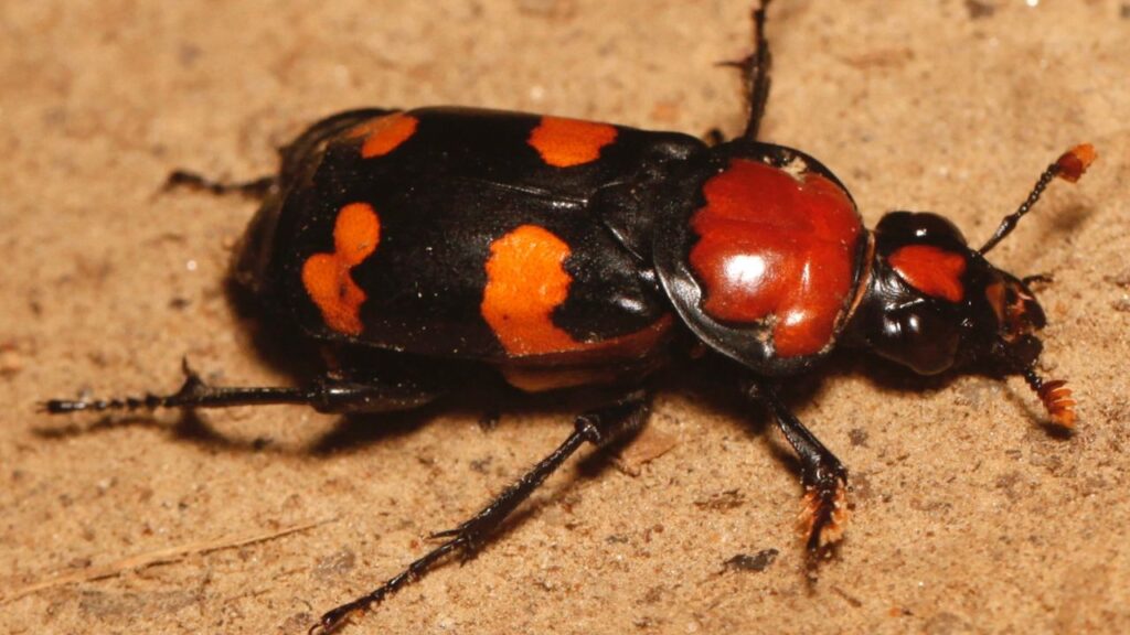 American Burying Beetle