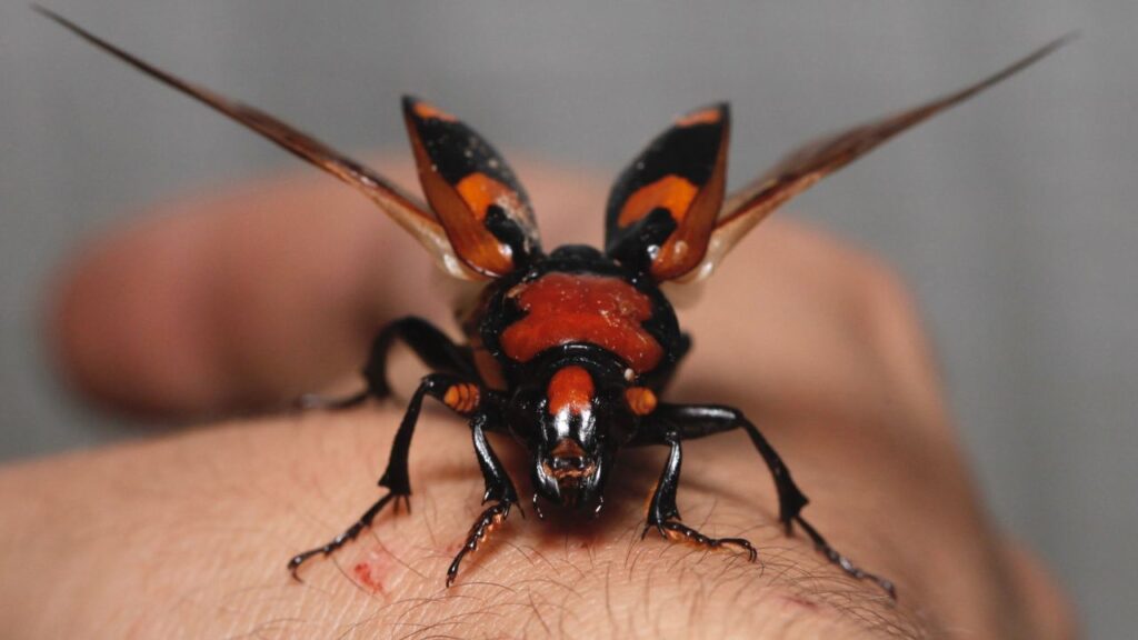 American Burying Beetle