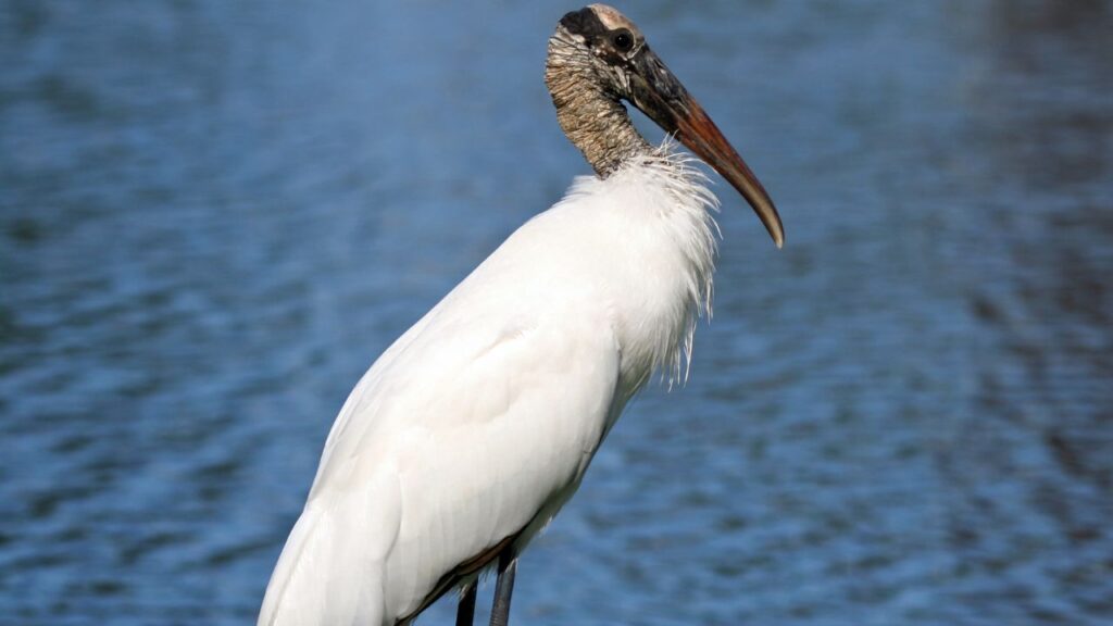 Wood Stork
