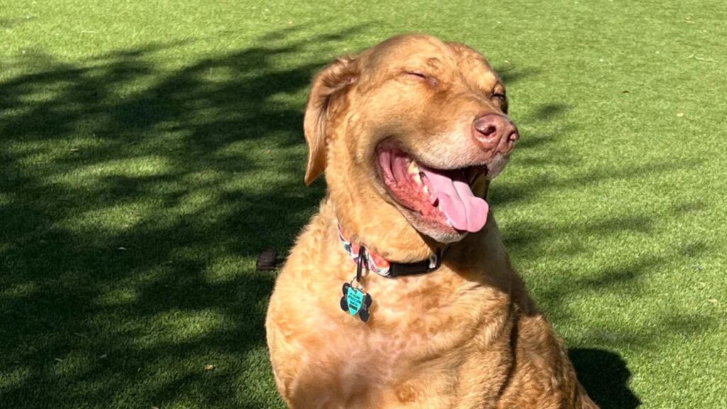 Chesapeake Bay Retriever