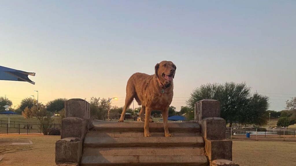 Chesapeake Bay Retriever