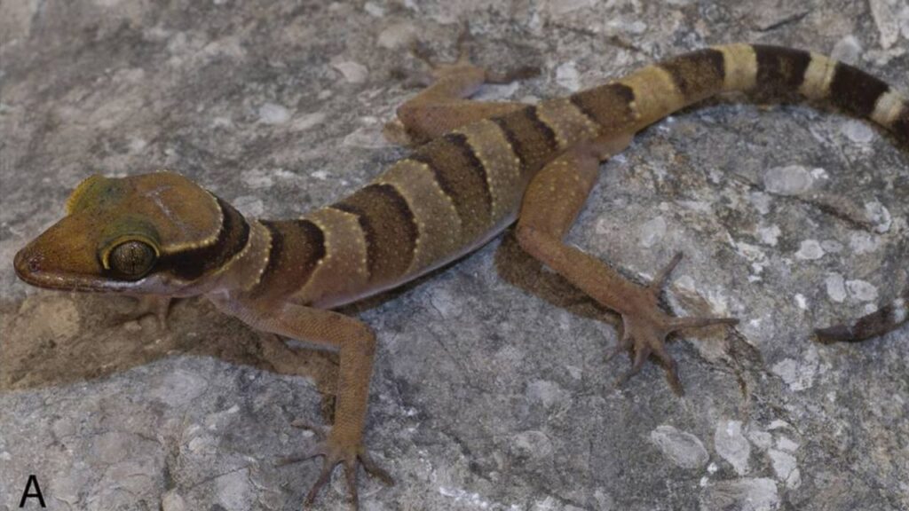 Kamping Poi bent-toed gecko, Cyrtodactylus kampingpoiensis