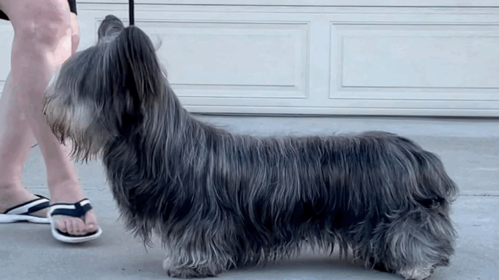 Skye Terrier