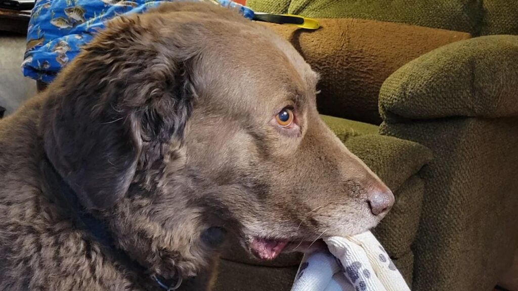 Chesapeake Bay Retriever