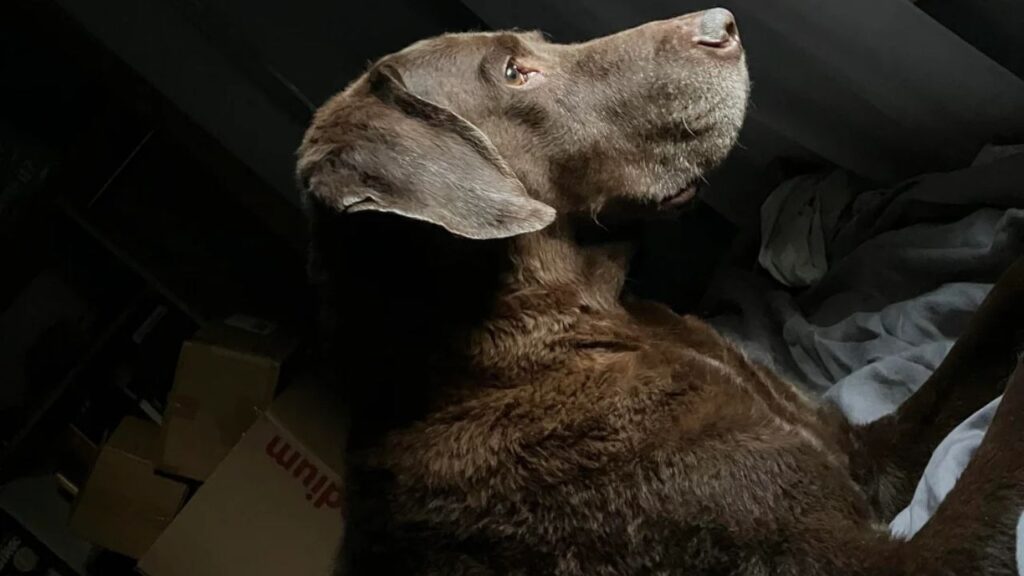 Chesapeake Bay Retriever