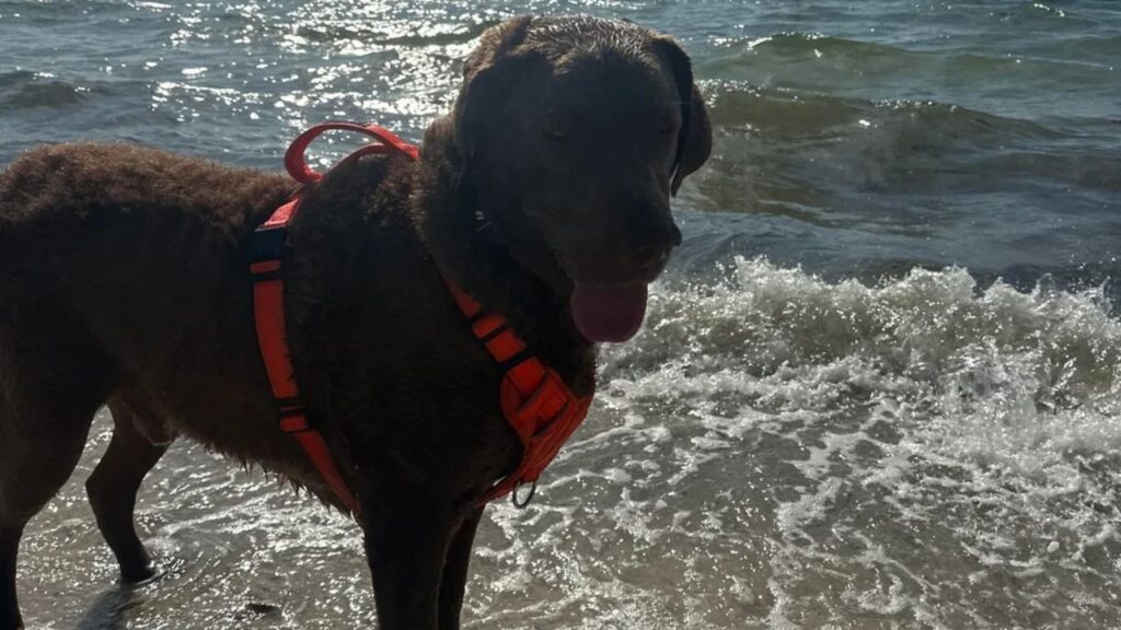 Chesapeake Bay Retriever