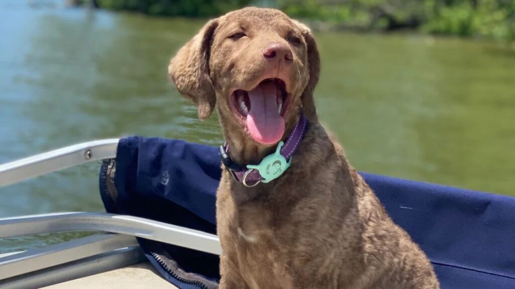 Chesapeake Bay Retriever