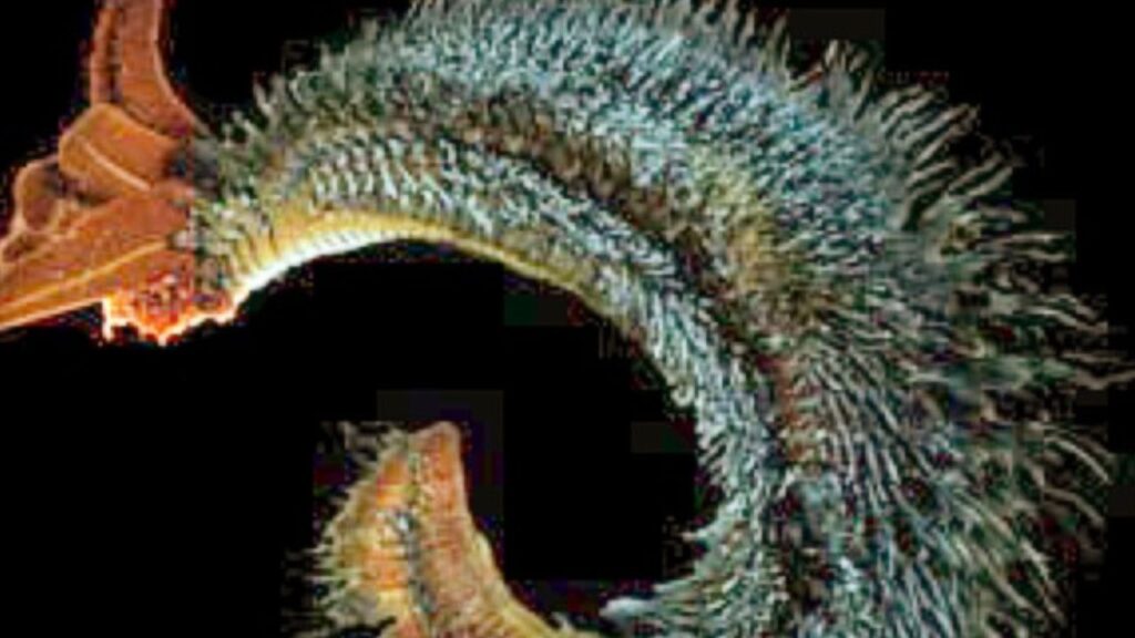 Pompeii worm