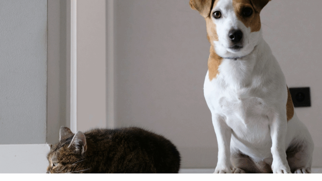 Beagle with cat