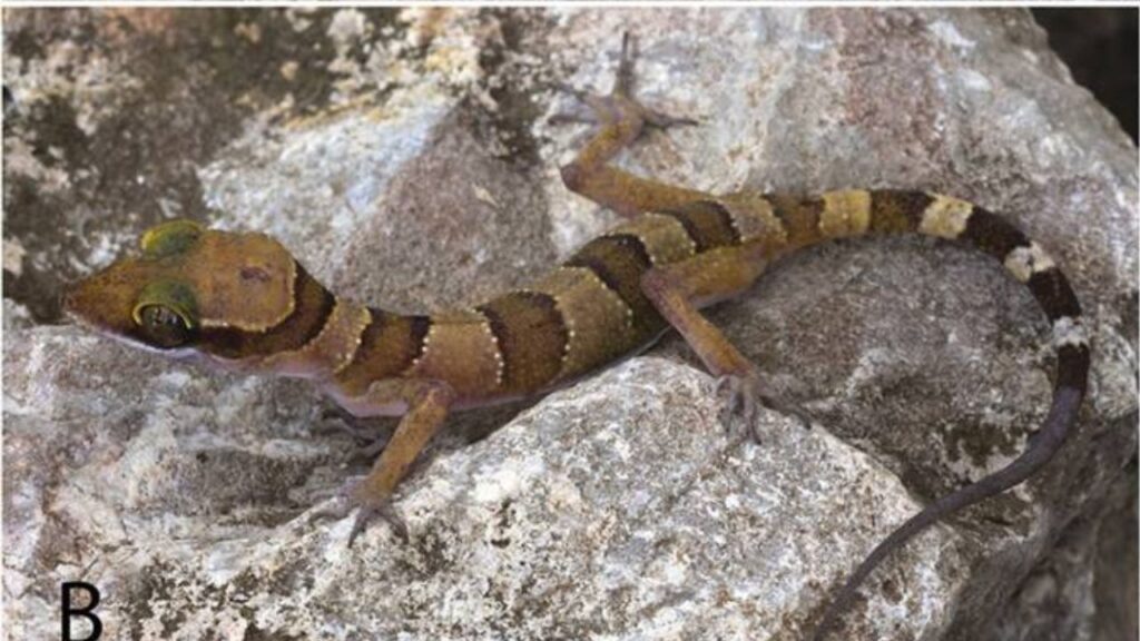 Kamping Poi bent-toed gecko, Cyrtodactylus kampingpoiensis