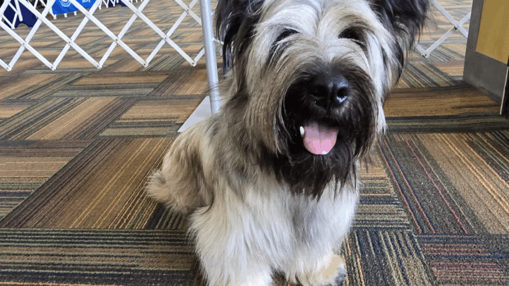 Skye Terrier