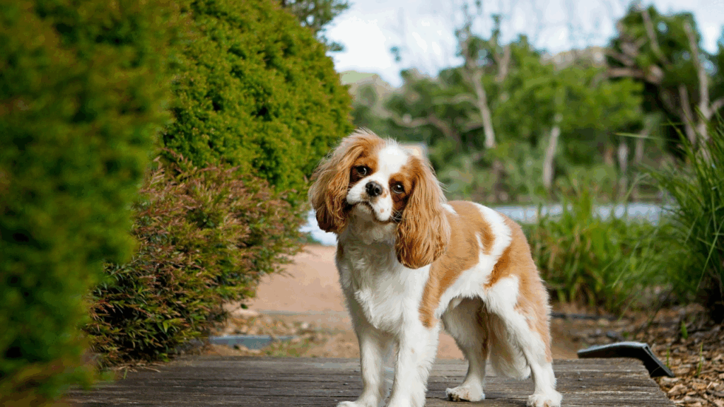 Cavalier King Charles Spaniel