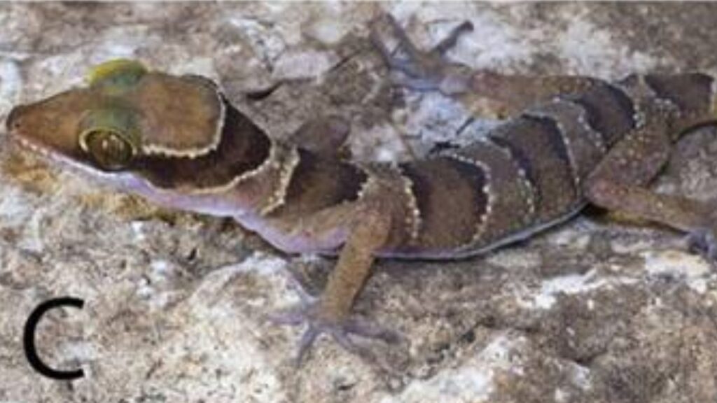Kamping Poi bent-toed gecko, Cyrtodactylus kampingpoiensis