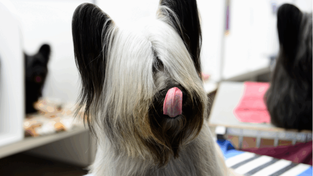 Skye Terrier