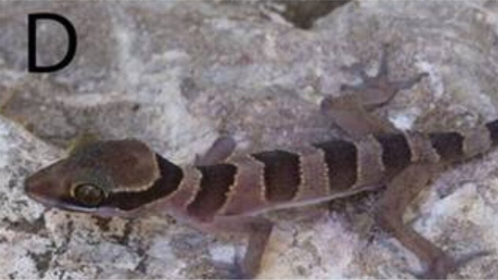 Kamping Poi bent-toed gecko, Cyrtodactylus kampingpoiensis