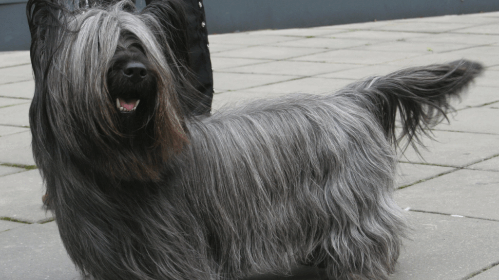Skye Terrier