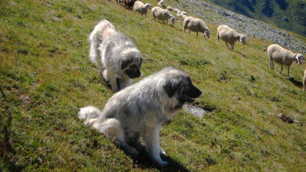 Šarplaninac