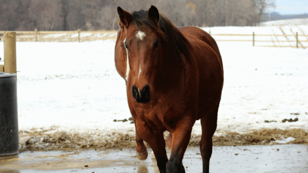Quarter Horse