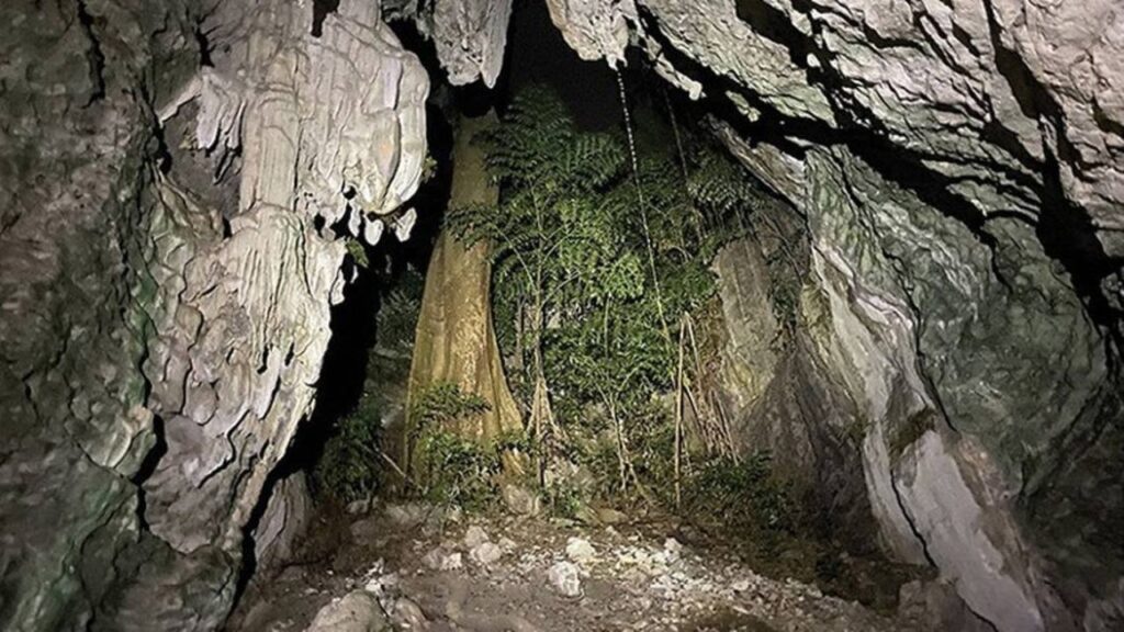 Cambodia Forest