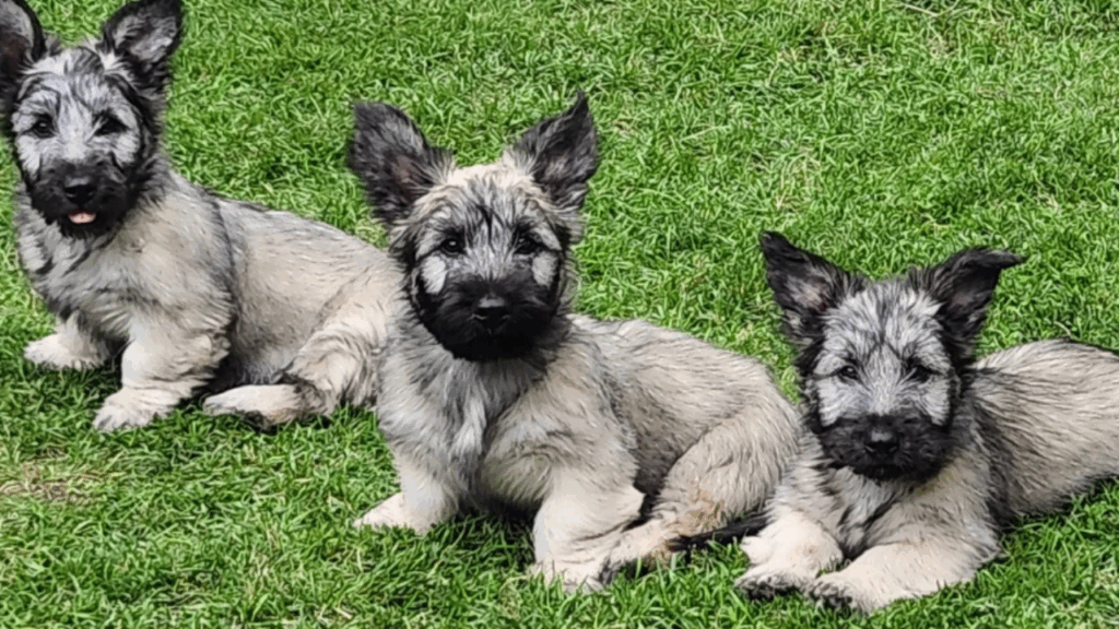 Skye Terrier