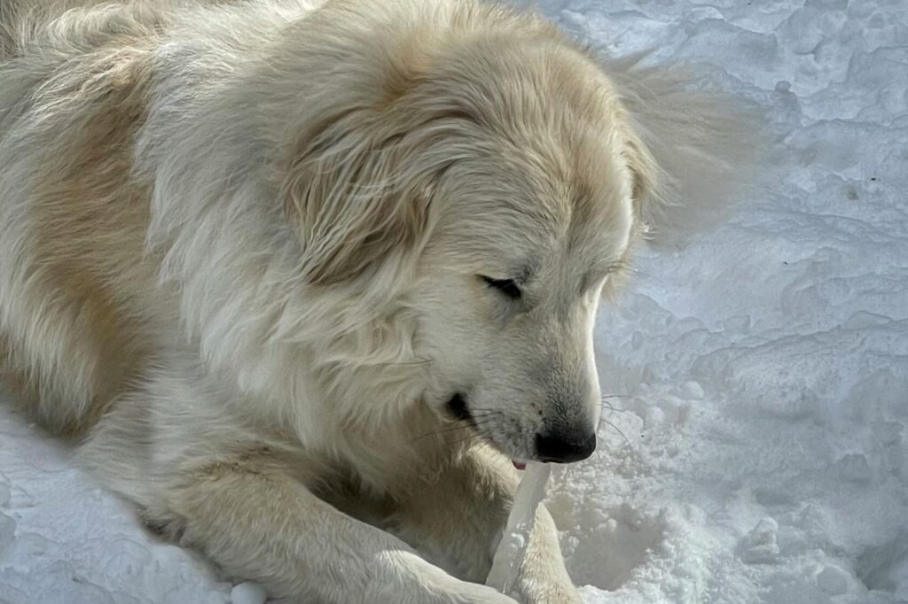 great pyrenees