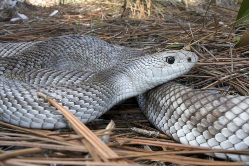 florida pine snake