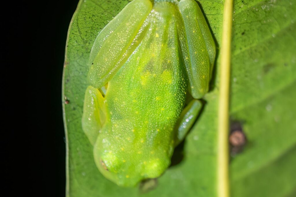 glass frog