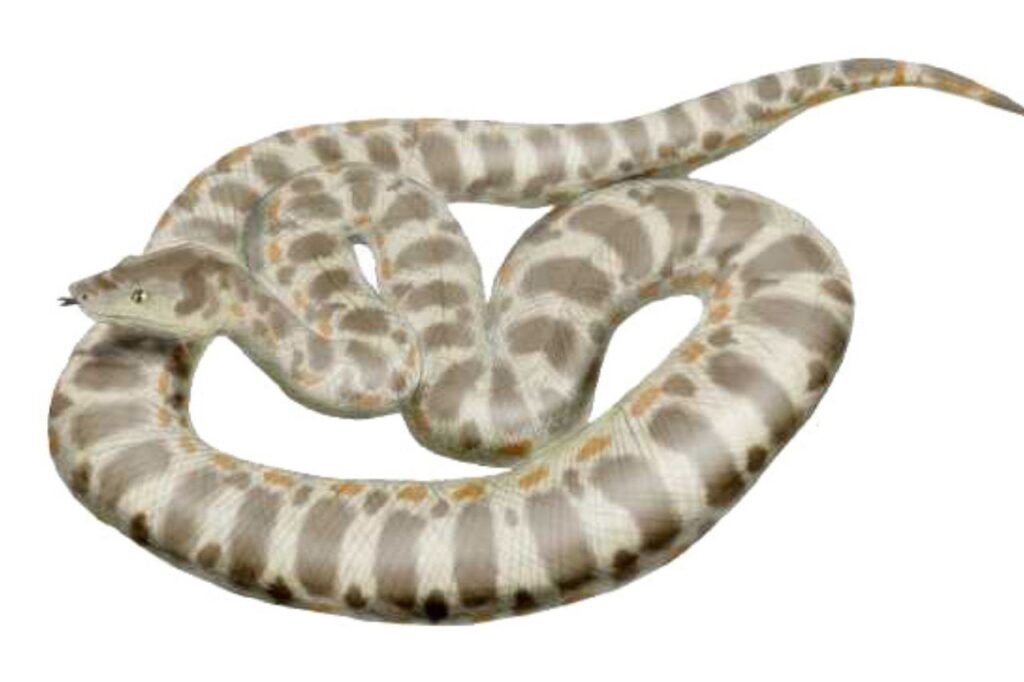 titanoboa