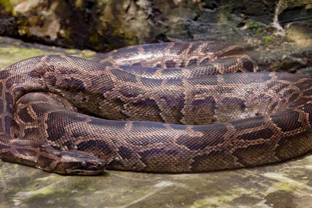 indian python