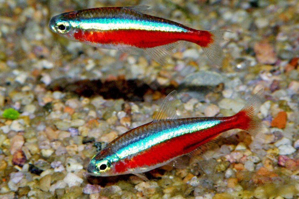 cardinal tetra
