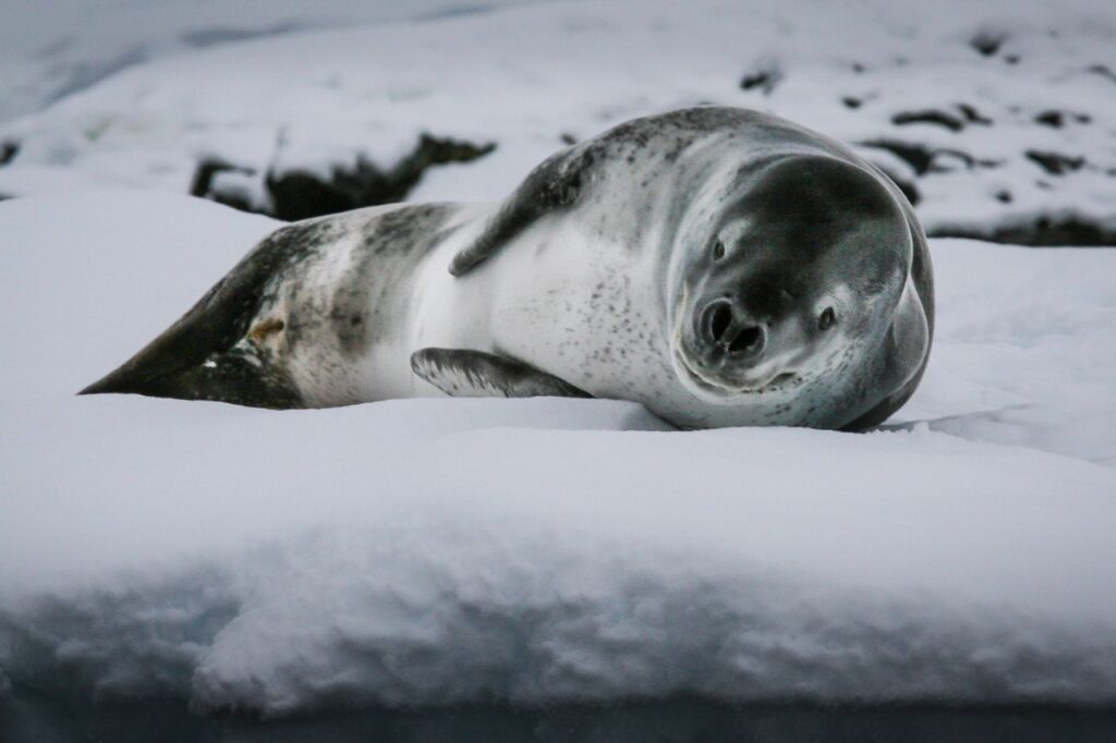 leopard seal